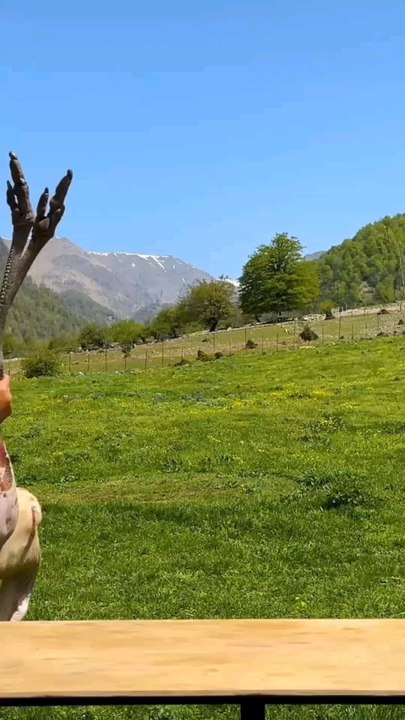 ostrich and egg cooking in mountain 🏔️