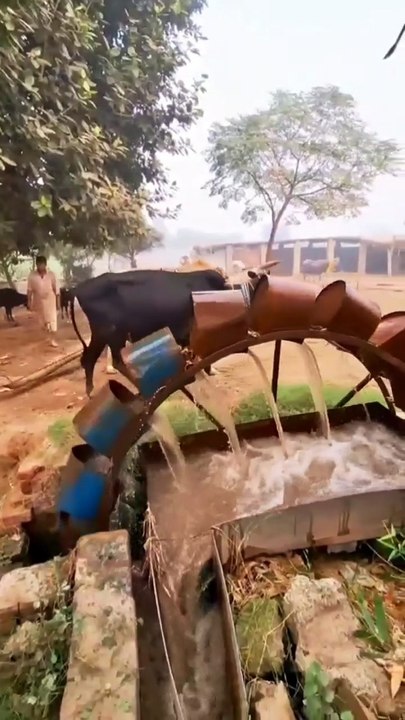Village life