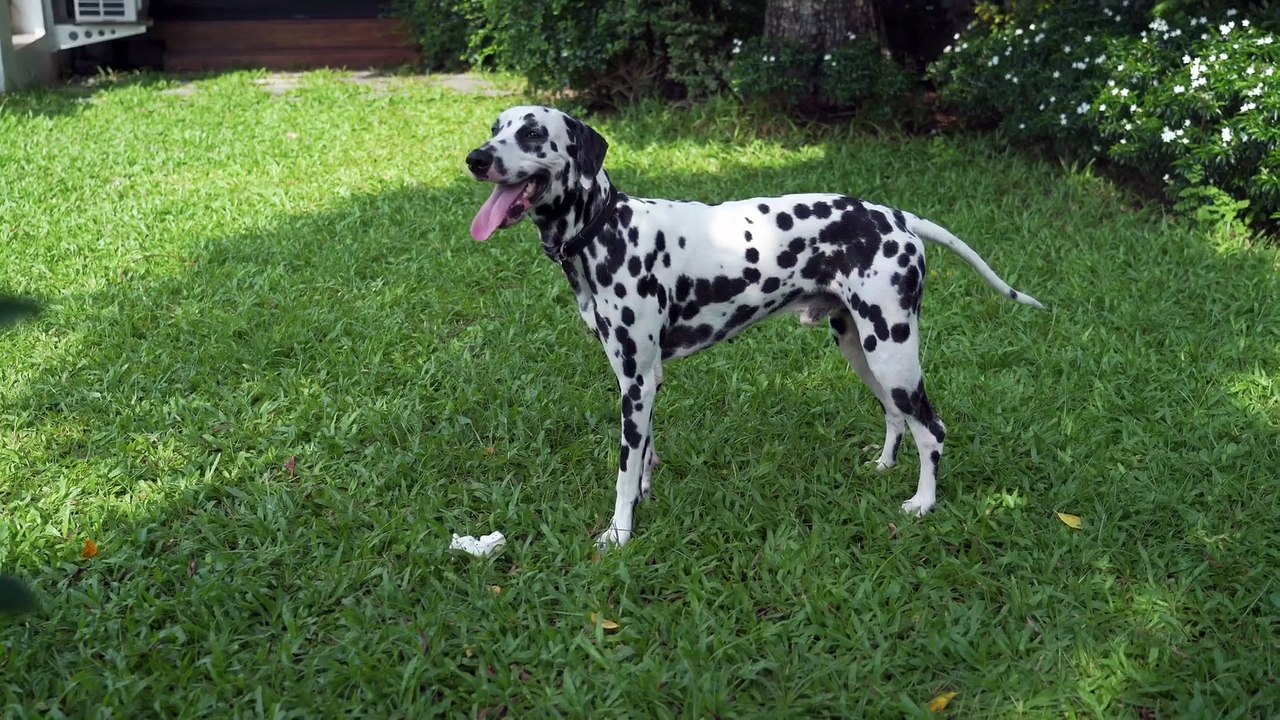 Os animais mais fofos do mundo N•67