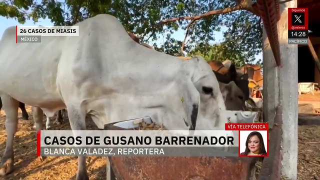 Suman 26 casos de miasis por gusano barrenador en México