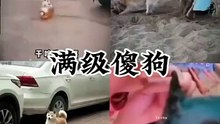 盘点那些满级傻狗搞笑视频