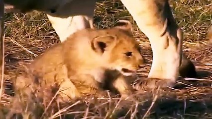 Big Cat Diary S2E3 - Part 1