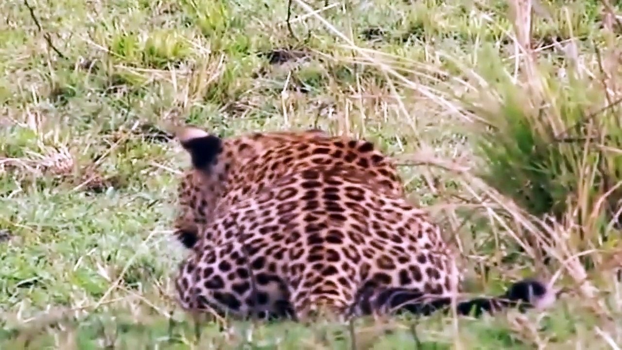 Big Cat Diary S2E5 - Part 2