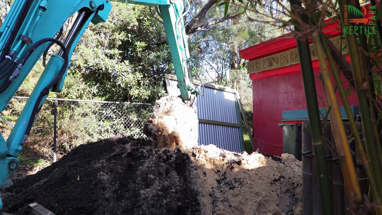 Komodo Dragon Pairing at the Australian Reptile Park