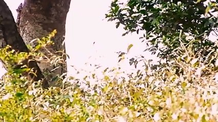 Big Cat Diary S2E6 - Part 2