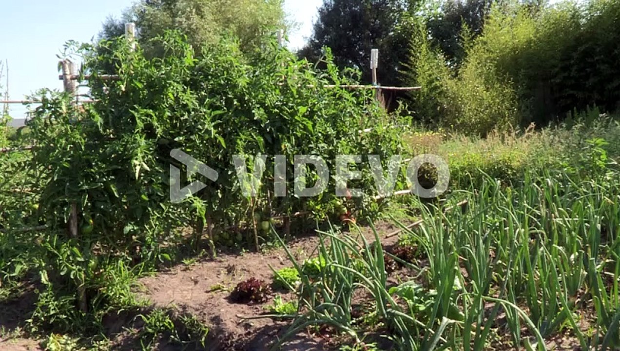 Vegetable garden with various vegetables, tomatoes, lettuce, garlic, onions and carrots Status