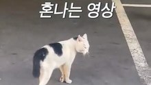 고양이랑 말싸움 하다가 혼남