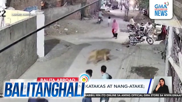 Alagang leon, nakatakas at nang-atake; 3 sugatan | Balitanghali