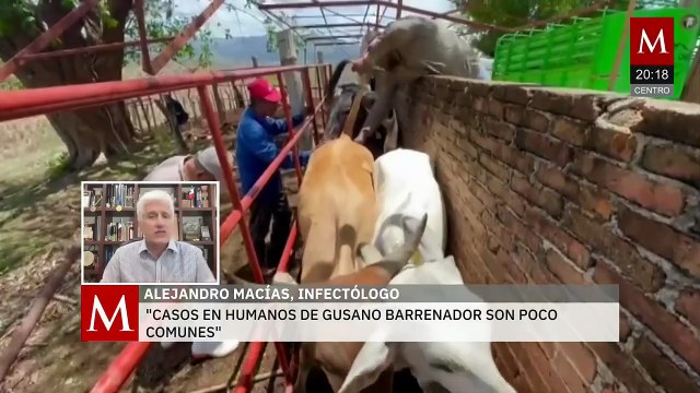 Vigilan 26 casos de miasis por gusano barrenador en humanos