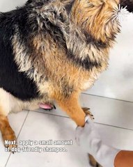 ASMR dog washing time! 🐶