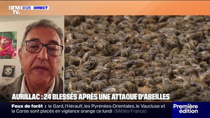 Aurillac: "Il ne faut jamais paniquer" face à une attaque d'abeilles, explique Walid Loulidi, maître apiculteur