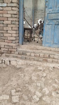 ):A beautiful day spent with my two sons, guiding our goats through the countryside.Moments like these are pure blessings — simple, real, and full of peace.This is more than just goat farming… it’s a way of life.📍Mianwali, Pakistan📌