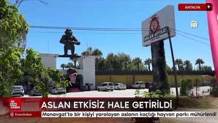 Manavgat'ta bir kişiyi yaralayan aslanın kaçtığı hayvan parkı mühürlendi