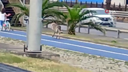 Üç ayaklı köpek yaşama tutundu