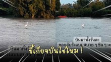 ขี้เกียจบินใช่ไหม ! นกสุดชิลเกาะขอนไม้ลอยน้ำแทนการบิน