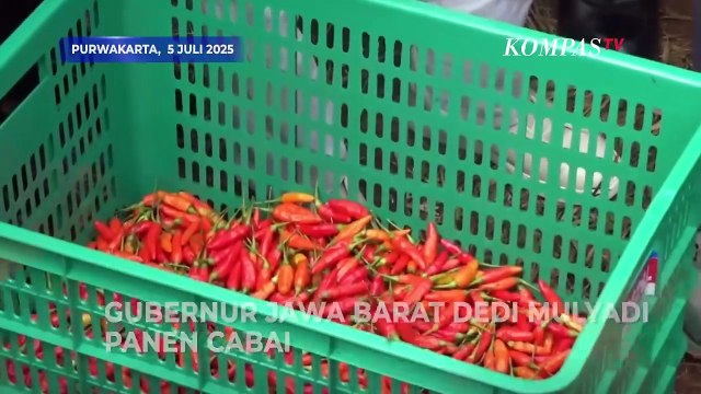 Kompak! Dedi Mulyadi dan KSAD Maruli Panen Cabai di Purwakarta