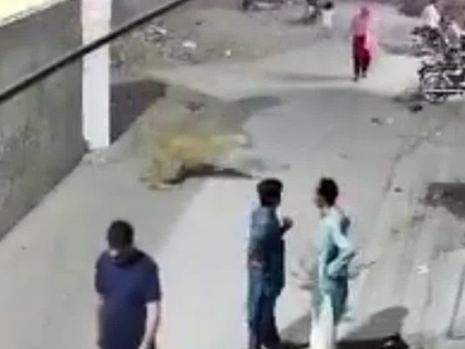 Löwe bricht aus: Mutter und Kinder bei Flucht angegriffen