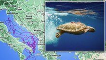 Sinyali kesilen caretta 'Tuba', yuvalama için geldi