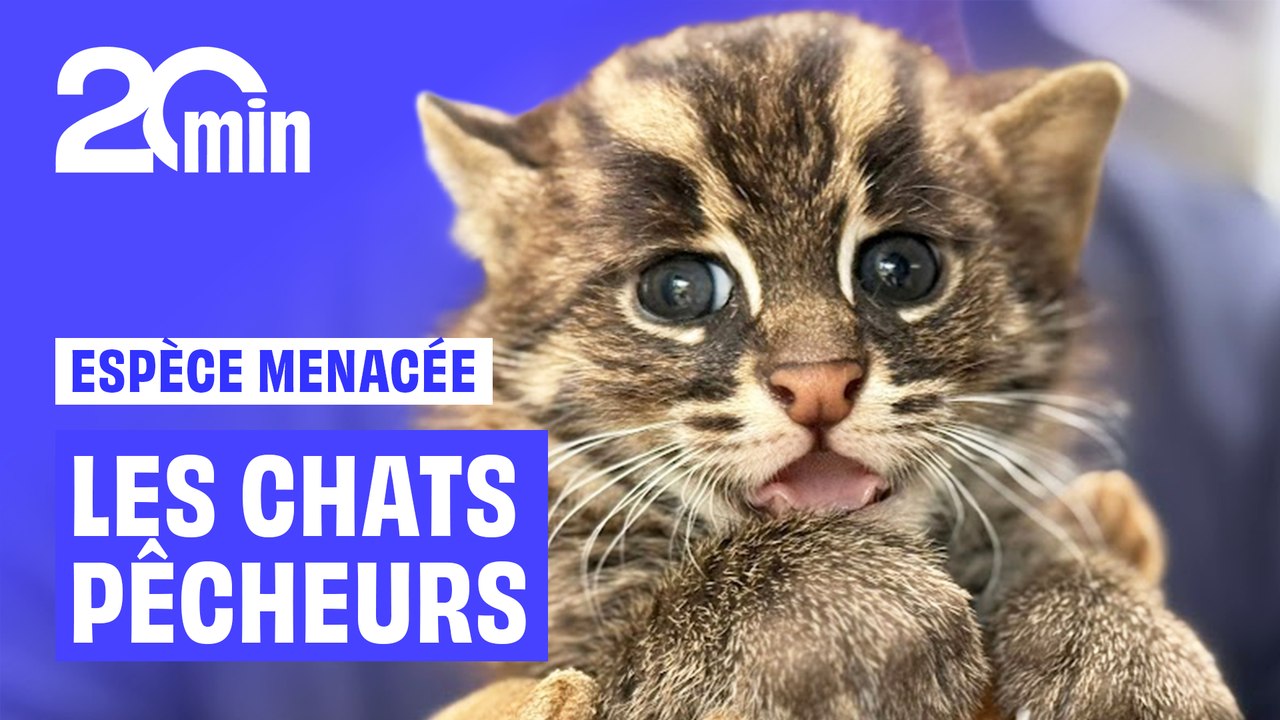 Mignons mais menacés : Les chats pêcheurs du zoo de La Flèche
