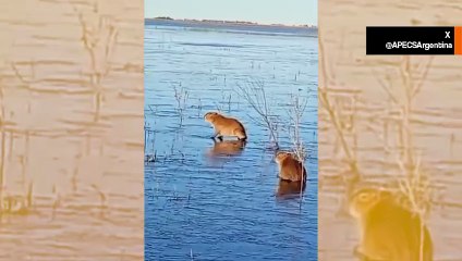 Kapybarat jäätyneessä laguunissa Argentiinassa kylmäaallon aikana