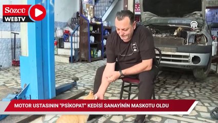 Motor ustasının "Psikopat" kedisi sanayinin maskotu oldu