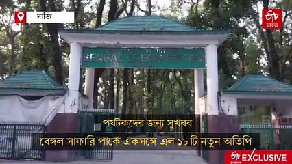 বেঙ্গল সাফারি পার্কে 18টি নতুন অতিথি, পুজোর আগেই মিলবে দেখার সুযোগ