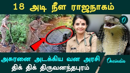திருவனந்தபுரத்தில் 18 அடி நீள ராஜநாகம்.. அசுரனை அசால்டாக் அடக்கிய வன அரசி.. பாருங்க | King Cobra