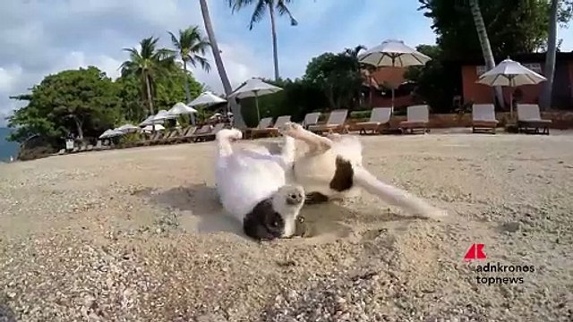 Viaggi: niente cani in vacanza per il 45% degli italiani, a frenare sono le difficoltà organizzative