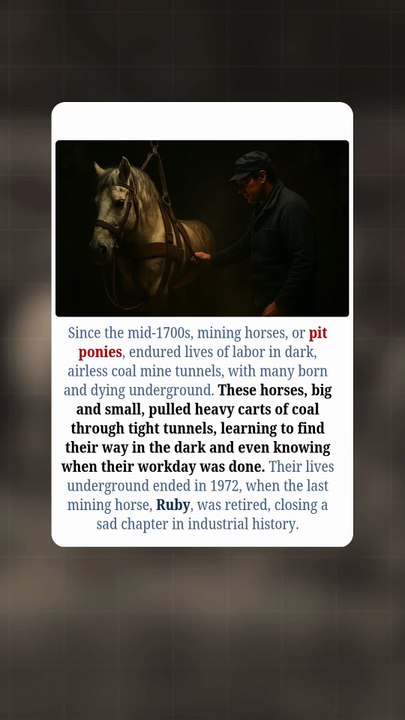 The Forgotten Lives of Pit Ponies 🐴🖤