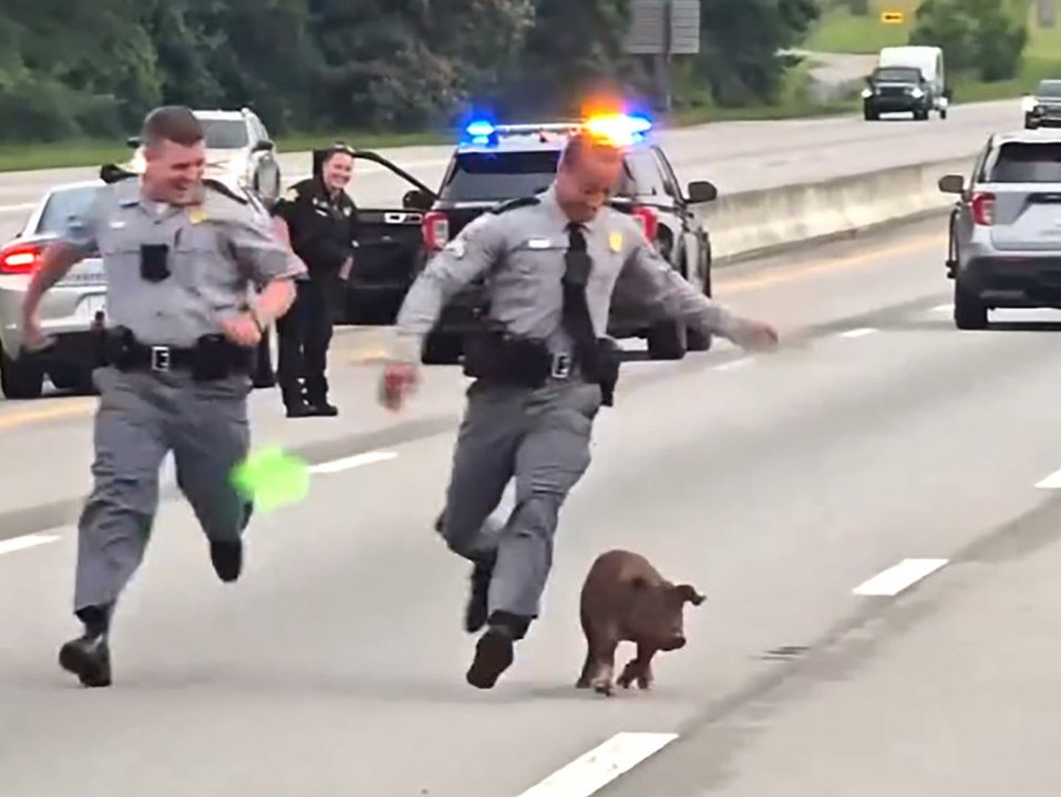 Polizisten jagen Schwein auf der Autobahn