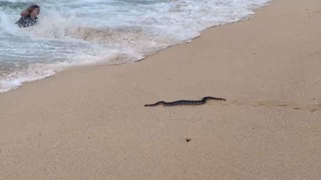 Snake caught in ocean waves sparks startled reaction from unsuspecting beach visitor