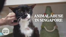 Are Singapore's animals safe? | The Current State