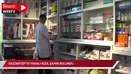 Gaziantep’te yaralı kızıl şahin bulundu
