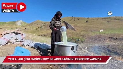 Yaylaları şenlendiren koyunların sağımını erkekler yapıyor