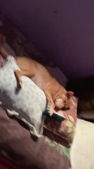 Dog Watches Video on Phone While Lying Down on Bed
