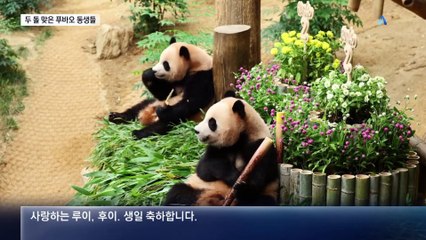 두 돌 맞은 푸바오 동생들…440배 폭풍성장