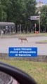 Lupo filmato vicino all'ospedale di Ravenna: video