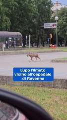 Lupo filmato vicino all'ospedale di Ravenna: video
