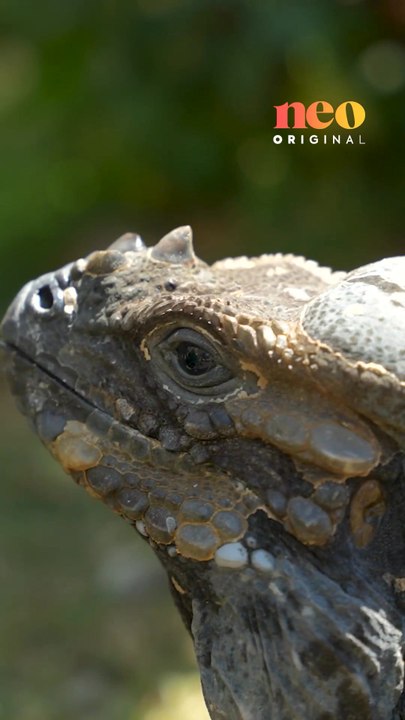 Philippe recueille des animaux souvent mal-aimés. Pour neo, il partage sa passion et son engagement auprès de ces espèces méconnues. 🐍✨