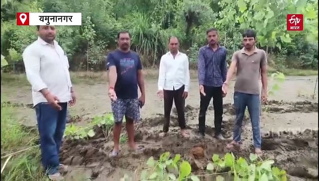 फसलें की तबाह, पेड़ उखाड़ा, खेत उजाड़े... वन्य प्राणी विहार से निकल गांव में आये हाथियों के झुंड ने मचाया उत्पात