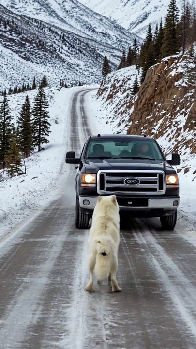 Mother Snow Wolf Saves Her Cubs with the Help of an Old Guy! #animals #rescueanimals #humanity   #FunnyVideos   #ViralLaughs   #TryNotToLaugh   #ComedyClips