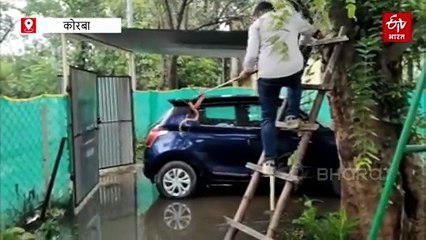 कोरबा में मिला बिल्ली जैसा दिखने वाला दुर्लभ सांप, नेचर टीम ने किया रेस्क्यू