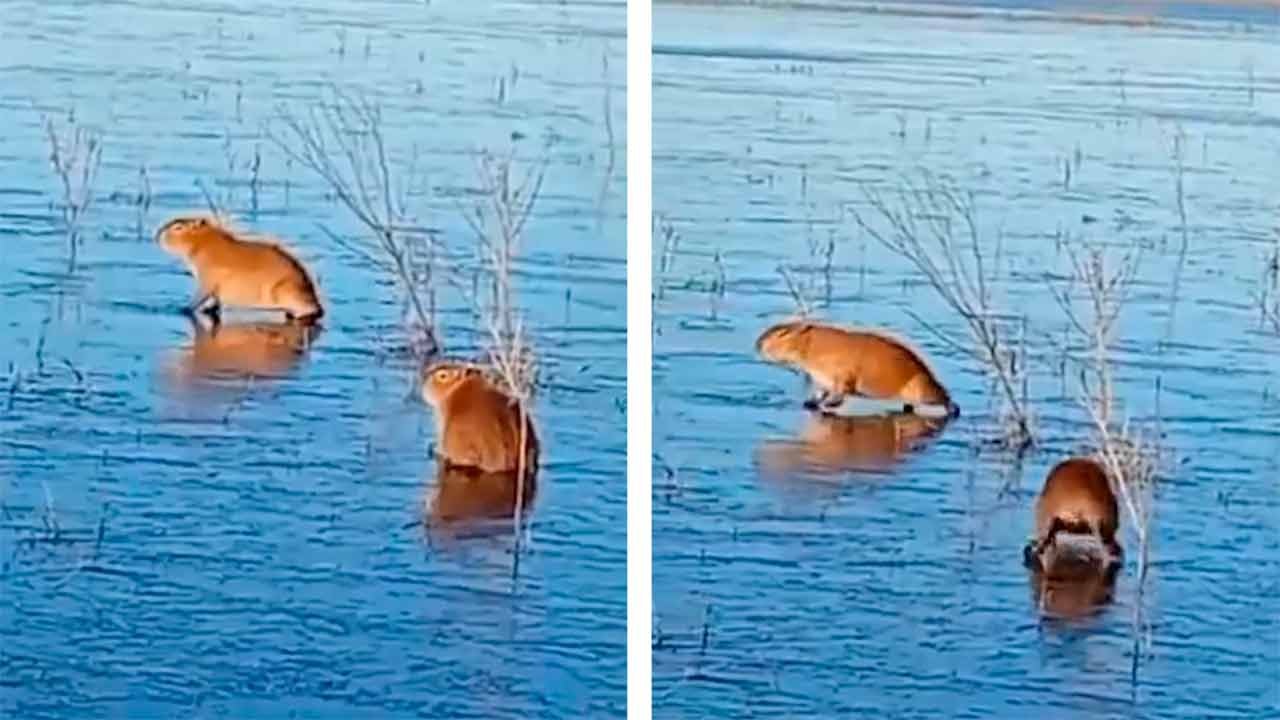 VIDEO: Capybaras in zugefrorenem Teich in Argentinien während Kältewelle gefangen
