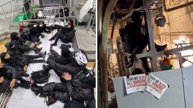 Cause animale : des militants bloquent six abattoirs en France et aux Pays-Bas