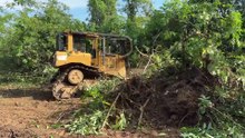 Effective Technique of D6R XL Bulldozer in Clearing Plantations