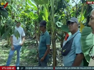 Carabobo I En el mcpio. Bejuma promueven la producción y exportación del cacao