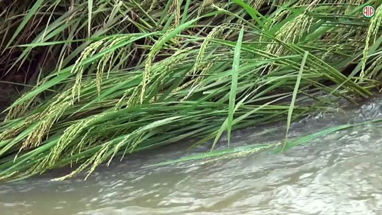 Région-Tiassalé / Inondations : des riziculteurs de Tiassalé pris au piège des extrêmes du climat