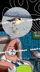 Why Plover Bird Eating His Food Inside Crocodile Mouth #amazingfacts