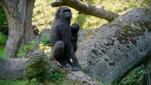 Gorillababy im Zoo Schmiding feiert ersten Geburtstag