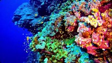 "Recifes de Coral Imagens Impressionantes de Ecossistemas Oceânicos"